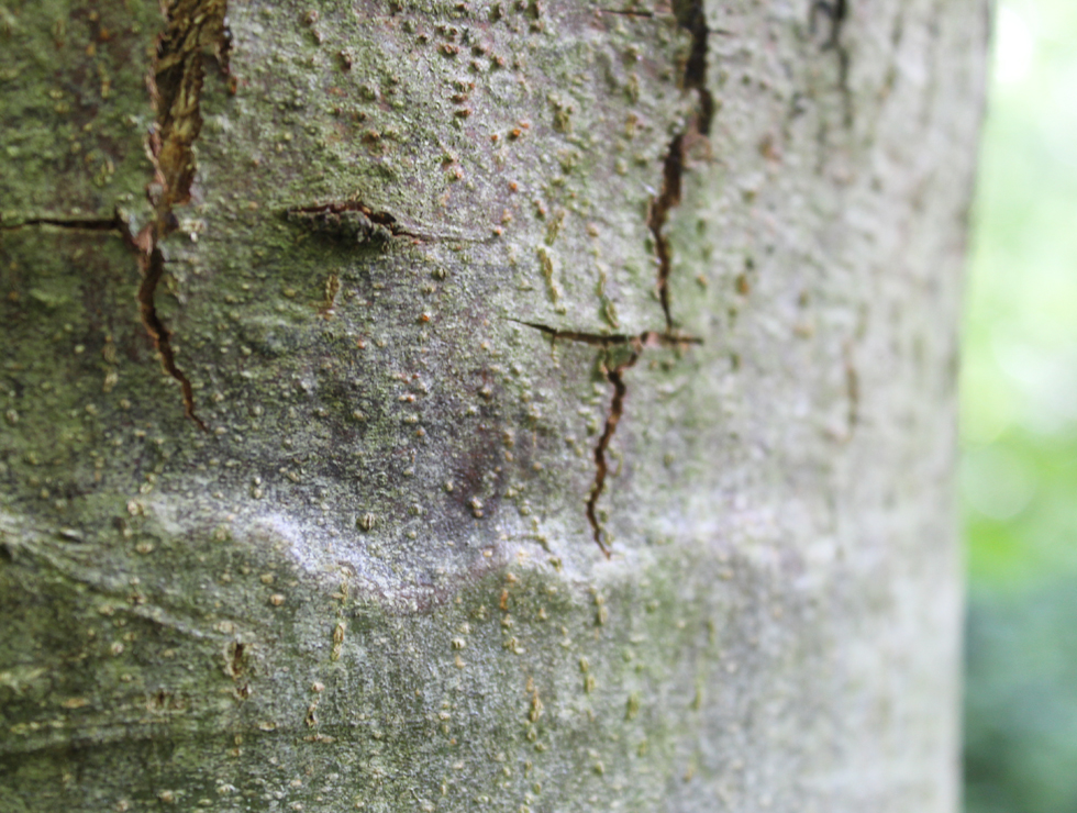 Kastanjekanker: Schadebeeld | © A. Charlier CRAW